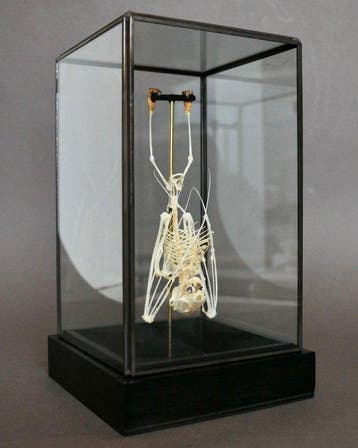 Vleermuis Taxidermie volledige montage - Cynopterus sphinx -, Antiek en Kunst