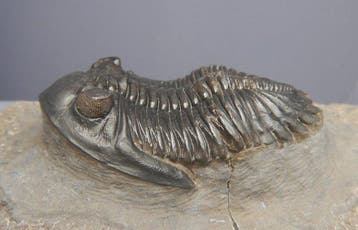 Fossiel - Fossiel skelet - Hollardops mescoristata - 6 cm