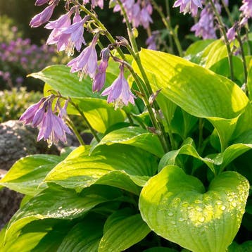Hosta Sum and Substance Vaste planten, Raskleur, Tuin en Terras, Verzenden, Vaste plant, Overige soorten, Volle zon