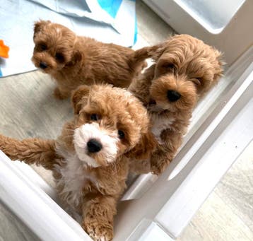 Prachtige MALTIPOO pups uit geteste ouders, garantie, Parvo, Overige rassen, 8 tot 15 weken, Meerdere