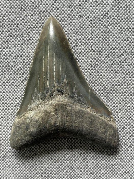 Megalodons tand 7,2 cm - Fossiele tand - Carcharocles, Verzamelen, Mineralen en Fossielen