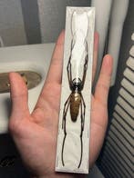Spin Taxidermie volledige montage - Golden Orb-Weaver Spider