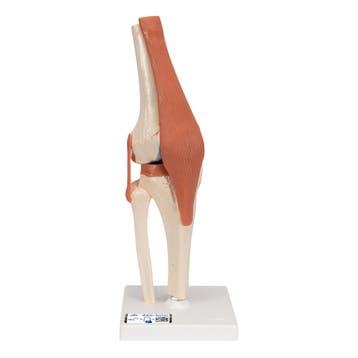 Anatomie model knie met kraakbeen, Nieuw