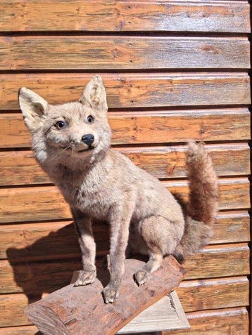 Rode vos Taxidermie volledige montage - Vulpes - 54 cm - 70, Nieuw