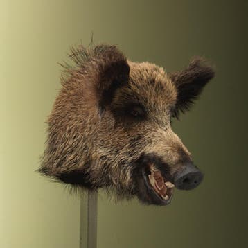 Wild Zwijn Middel Taxidermie Opgezette Dieren By Max, Verzamelen, Dierenverzamelingen, Ophalen of Verzenden, Nieuw, Wild dier