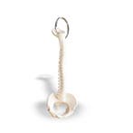 Anatomie model sleutelhanger wervelkolom (9,5 cm), Nieuw