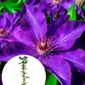 Clematis The President container (P15) Sierplanten, Verzenden, Overige soorten, Struik
