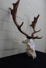Fallow Buck Trophy Schedel - Dama dama - 36 cm - 56 cm - 43, Nieuw