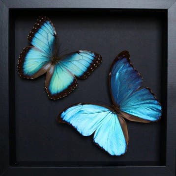 Vlinder Taxidermie volledige montage - Morpho didius x