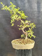 Chinese iep bonsai (Ulmus parviflora) - Hoogte (boom): 38 cm