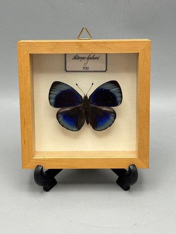 Vlinder Taxidermie volledige montage - Asterope leprieuri -