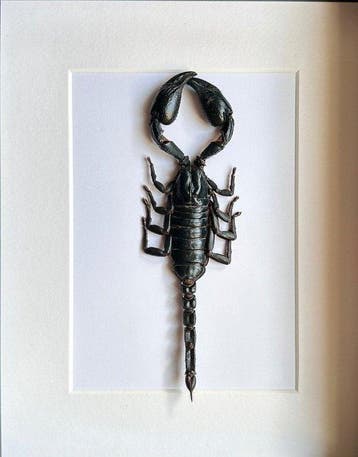 Schorpioen Taxidermie volledige montage - Scorpion XXL