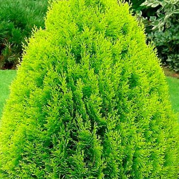 Thuja occidentalis Aurea Nana container (P11) Coniferen, Verzenden, Conifeer, Struik