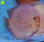 PIWOWARSKI WEISSFLOG STÖCKER DISCUSVISSEN discusvis, Dieren en Toebehoren, Vis, Zoetwatervis, Schoolvis