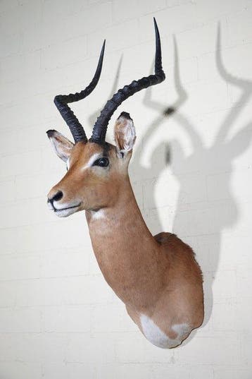 Impala Taxidermie wandmontage - Aepyceros melampus - 36 cm -, Nieuw