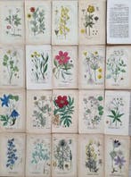 Diedrich Franz Leonhard von Schlechtendal (1794 / 1866) -