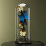 Vlinders in Stolp Taxidermie Opgezette Dieren By Max, Ophalen of Verzenden, Nieuw, Insect, Opgezet dier