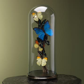 Vlinders in Stolp Taxidermie Opgezette Dieren By Max, Ophalen of Verzenden, Nieuw, Insect, Opgezet dier