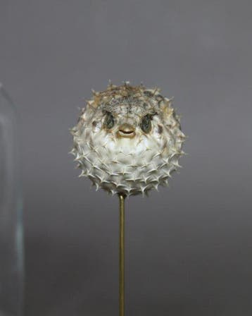 Kogelvis Taxidermie volledige montage - Diodon - 20 cm - 10, Nieuw