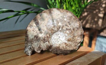 Ammoniet - Gefossiliseerd dier - Mammites nodosoides - 80 cm
