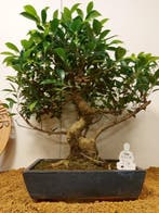 Vijgenboom bonsai (Ficus) - Hoogte (boom): 54 cm - Diepte