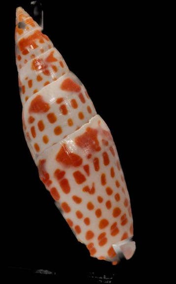 prachtige bisschopsmitra - Sammlerschnecke  Skelet - Mitra, Verzamelen, Nieuw