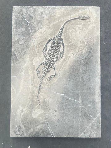 Zeereptiel - Gefossiliseerd dier - Fossile de Keichousaurus