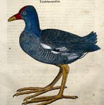 Conrad Gesner - First Issue - Moorhen, water bird - Hand