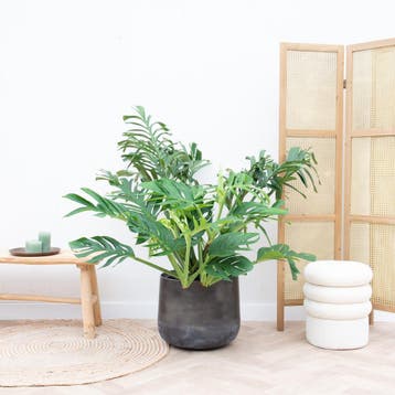 Green Bubble - Monstera Pertusum Compacto - 110cm, Huis en Inrichting, Kamerplanten, Ophalen of Verzenden