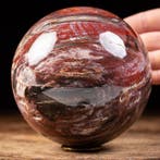 Premium kwaliteit versteend hout - Verzamelaarsbol - agaat-