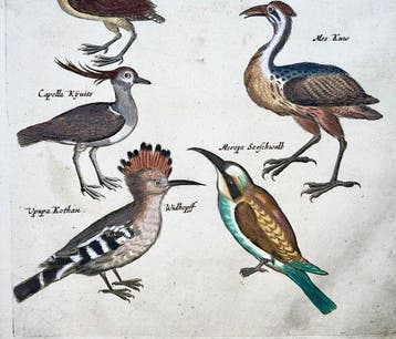 Matthäus Merian (1593-1650) - hand coloured engraving with
