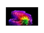 Lg - OLED 70-79 OLED 4K TV - 77 inch, Audio, Tv en Foto, Televisies, Verzenden, Nieuw, 100 cm of meer, 4k (UHD)