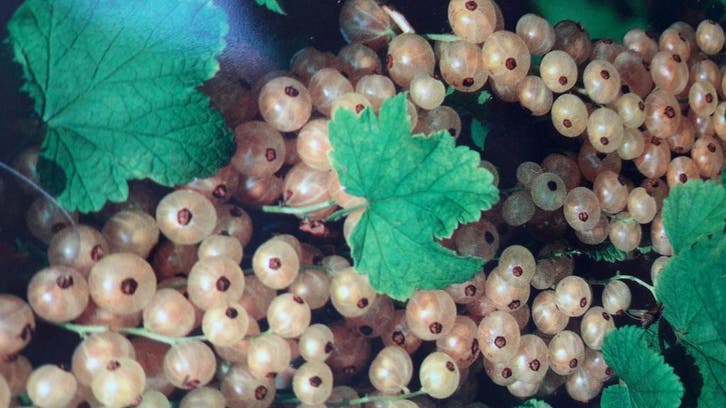 Witte Aalbes Witte Hollander, Tuin en Terras, Planten | Fruitbomen, Volle zon, Verzenden