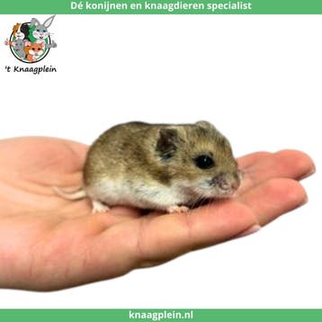 Jonge lieve Chinese dwerghamsters te koop!, Meerdere dieren, Hamster, Tam