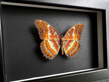 Vlinder Taxidermie volledige montage - Cethosia Biblis