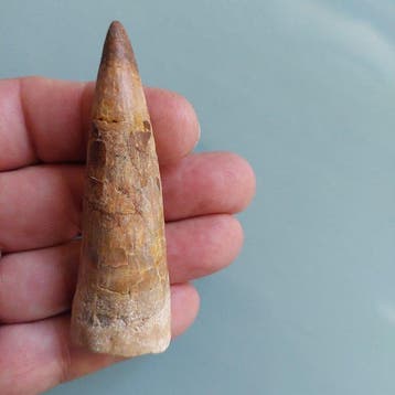 Spinosaurus - Fossiele tand - 82 mm - 27 mm
