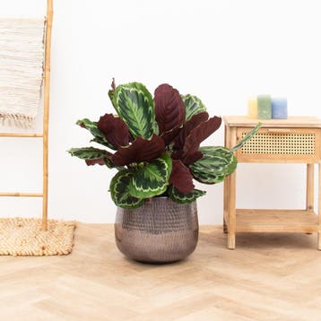 Green Bubble - Calathea Medaillon - 80cm - Ø24 cm, Ophalen of Verzenden