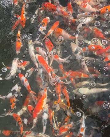 Koi aanbieding: Japanse Tosai Mix NND, Karper of Koi