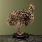 Struisvogel Kuiken Taxidermie Opgezette Dieren By Max, Ophalen of Verzenden, Nieuw, Vogel, Opgezet dier