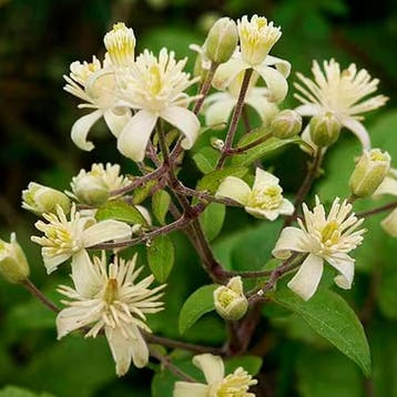 Bosrank Vitalba container (C2) Clematis, Sierplanten, Wit, Verzenden, Overige soorten, Struik