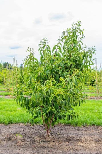 Heptacodium miconioides Meerstammig