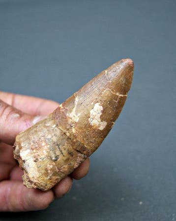 Afrikaanse theropode XXL - Fossiele tand -
