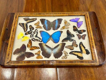Dienblad - ebbenhouten dienblad Art Deco taxidermiecollectie