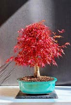 Japanese maple bonsai (Acer palmatum) - Hoogte (boom): 40 cm