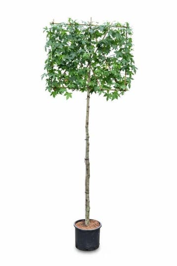 Liquidambar styraciflua leiboom 10/12 190cm stam 150b x 120h