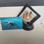 Dinosaurus Tand - Mosasaurus - 7 cm - 7 cm - 5 cm - (3)