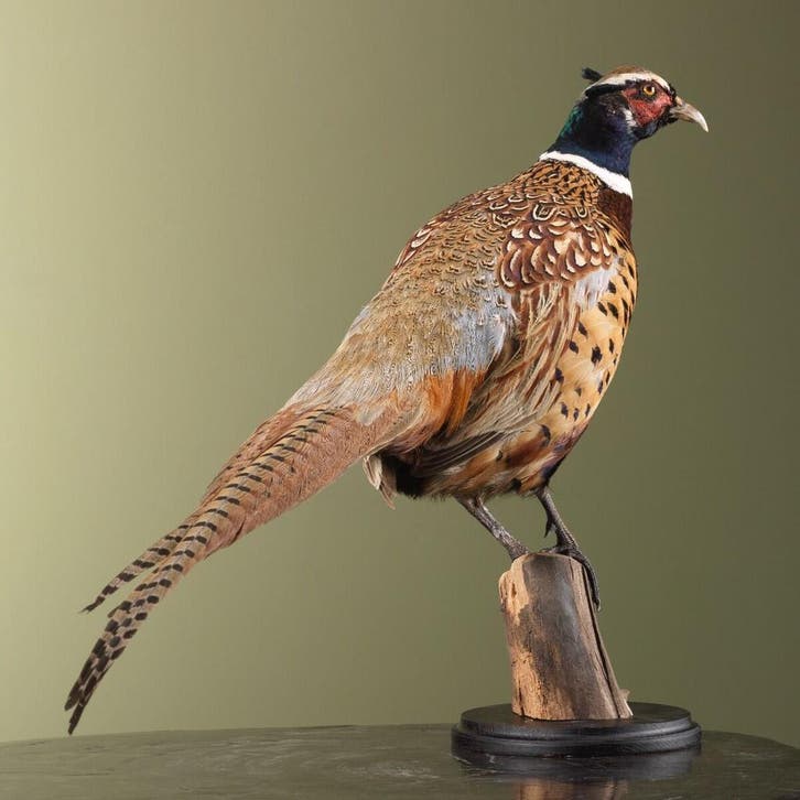 Fazant Taxidermie Opgezette Dieren By Max, Verzamelen, Dierenverzamelingen, Opgezet dier, Nieuw, Vogel, Ophalen of Verzenden