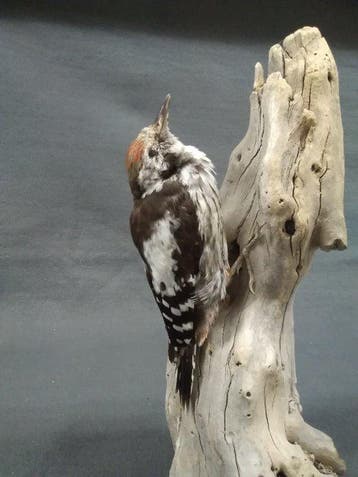 Middelste specht Taxidermie volledige montage - Dendrocopos, Nieuw