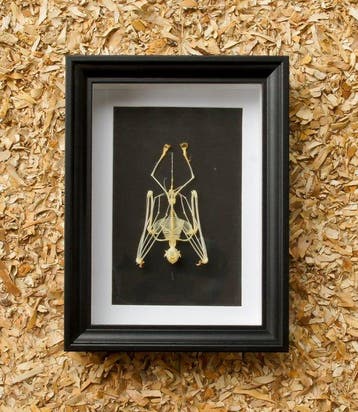 Skelet vleermuis Taxidermie volledige montage - Skelet