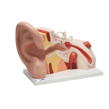 Anatomie model oor, 5x vergroot, 25x41x25 cm, Nieuw